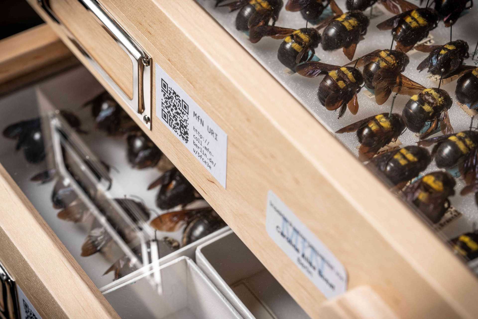 Sammlung des Museums für Naturkunde